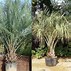 Image result for Pindo Palms for Sale