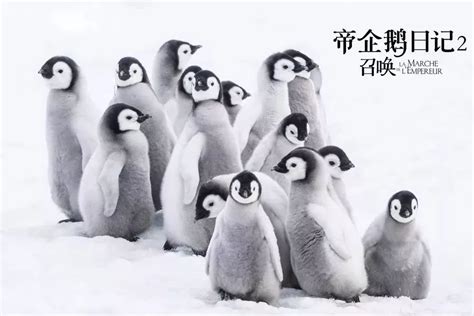 《帝企鹅日记2》10月12日全国上映！与它们再次相遇南极 - 知乎