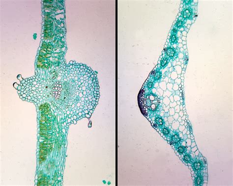 Cross Section Of Monocot Leaf Labeled