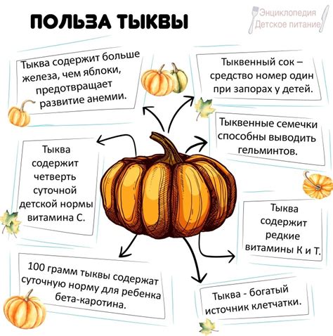 Прикорм тыква - Энциклопедия Детское питание