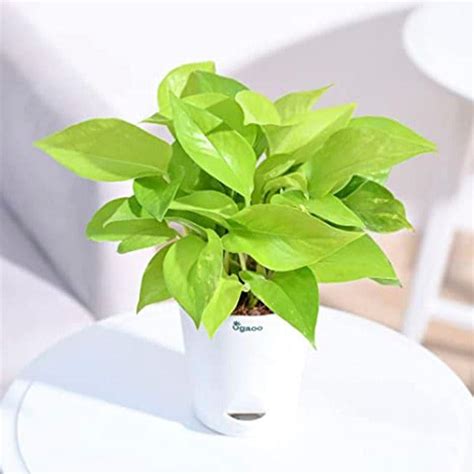 Buy Ugaoo Money Plant With Self Watering Flower Pot Online in India ...