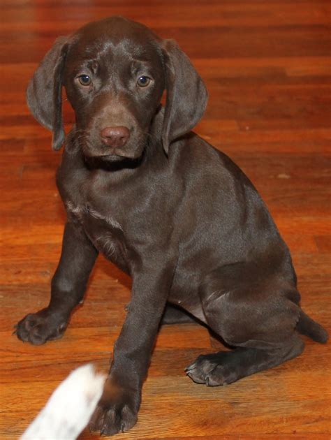 German Shorthaired Pointer Puppies For Sale | Lake Balboa, CA #315752