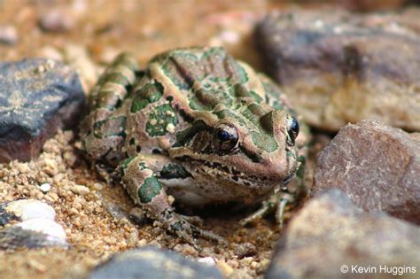 Image result for Cheapickle Frog
