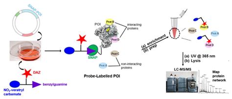 Recent Advances in Chemical Biology Using Benzophenones and Diazirines ...