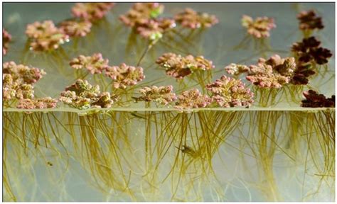 Origin and Evolution of the Azolla Superorganism