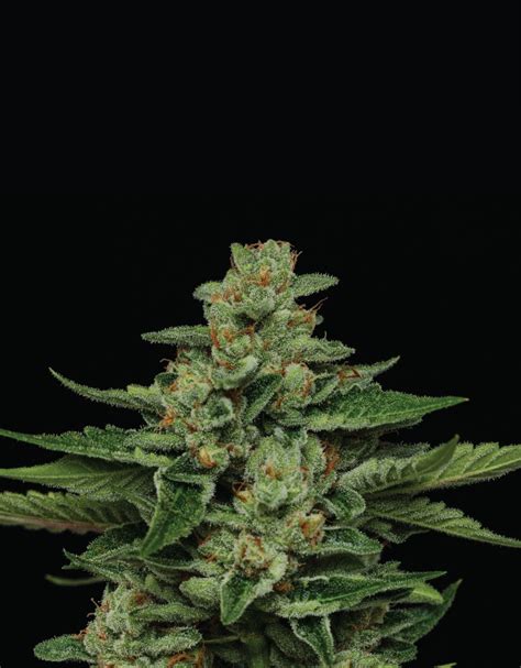 Fortune Cookie (Humboldt Seed Company) Semillas Feminizadas