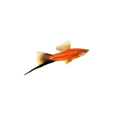 Fish | Buy Live Freshwater Fish Online – tagged "livebearer"– Best4Pets