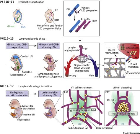 A Fresh View on Lymph Node Organogenesis: Trends in Immunology