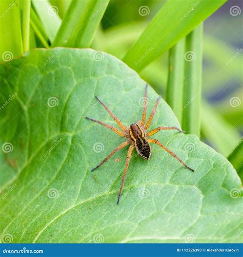 Huge Brown Spider Sits on a Green Leaf Stock Image - Image of arachnida ...