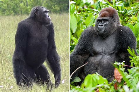 Silverback Gorilla Attacks