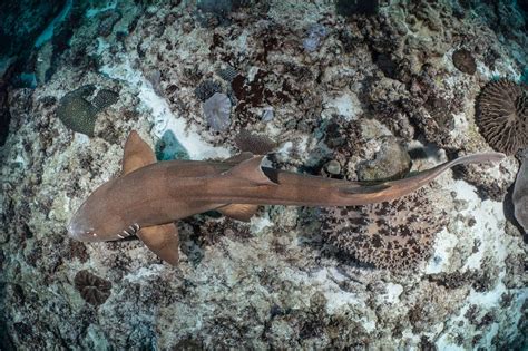Pure Dive Resort Nusa Penida on Instagram: "Probably the most often spotted species of sharks ...