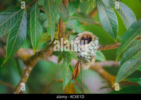 Image result for Java Features HD