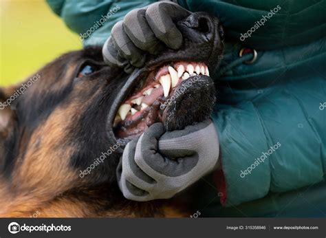 Bite Pressure German Shepherd
