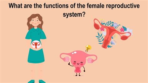 Image result for Reproductive System Grade 10
