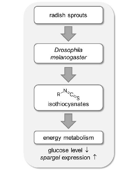 Metabolic Activity of Radish Sprouts Derived Isothiocyanates in ...