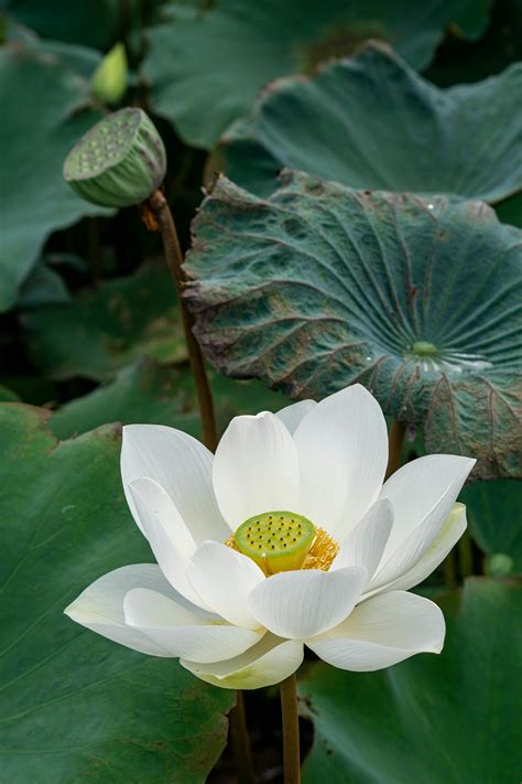 White Lotus Flower