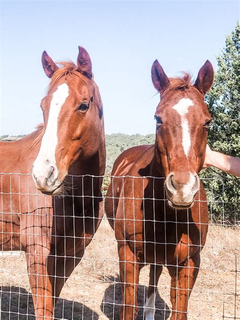 Stringing Fences 的图像结果