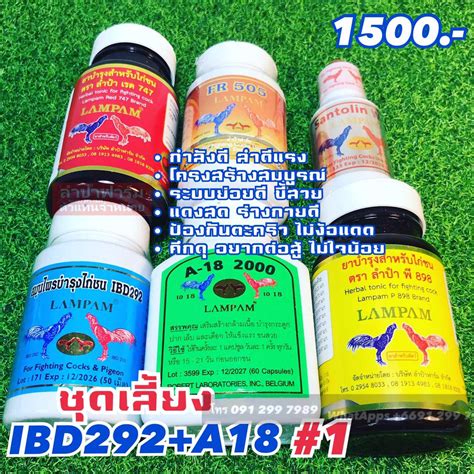 ชุดเลี้ยง 1500-2 | LINE SHOPPING