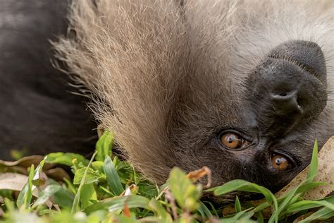 10 Things You Need To Know About Lion-tailed Macaques | Nature inFocus