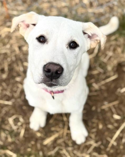 Lucky Mutts Rescue (@luckymuttswi) • Instagram photos and videos