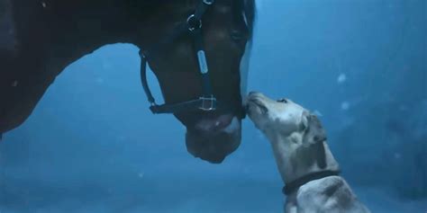 Budweiser Dog Commercial 的图像结果