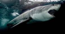 Shark Photo by This Is A Whole New Species Of Shark Week Shark Photo