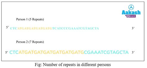 DNA fingerprinting: Steps and Applications, Practice Problems and FAQ’s ...