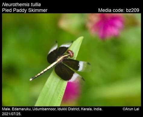 Neurothemis tullia | Odonata