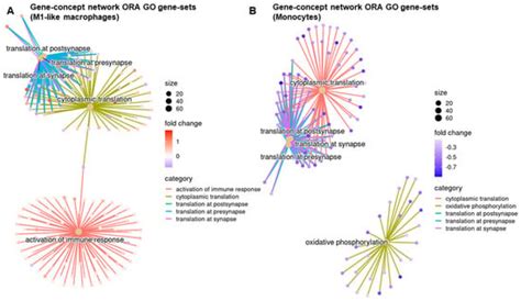 Stimulator of Interferon Genes Pathway Activation through the ...