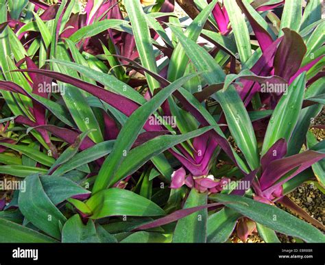 Rhoeo spathacea hi-res stock photography and images - Alamy
