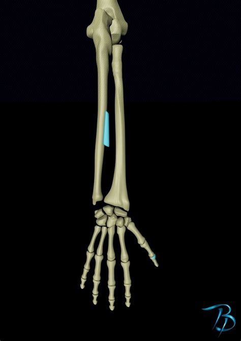 Extensor Pollicis Longus 的图像结果