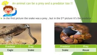 Image result for Birthday Code in HTML CSS and JS