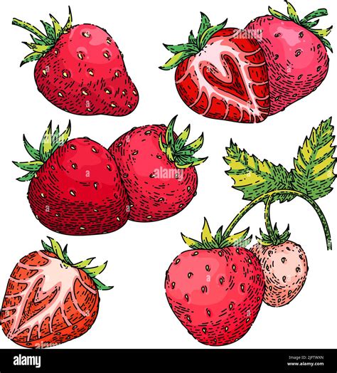 strawberry fruit set sketch hand drawn vector Stock Vector Image & Art ...