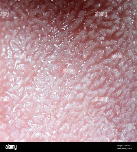 Taste buds human tongue hi-res stock photography and images - Alamy