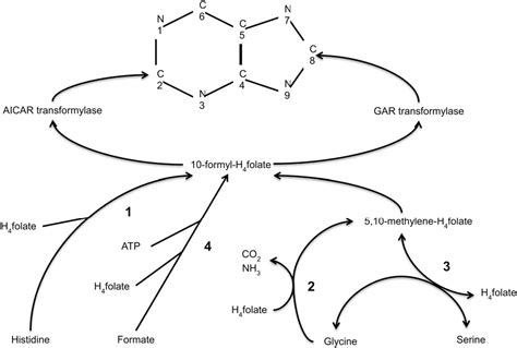 Image result for Purine Synthesis Folate