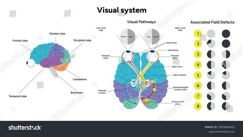 Image result for Visual Processing
