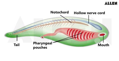 Organic Evolution: Definition, Theories & Mechanism