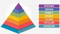 Taxonomical Categories - NEET PDF Download