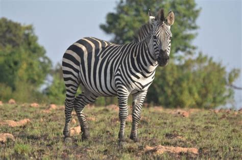 Image result for Zebra Carpet Python