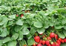 为什么草莓苗种活了又死了 —【发财农业网】