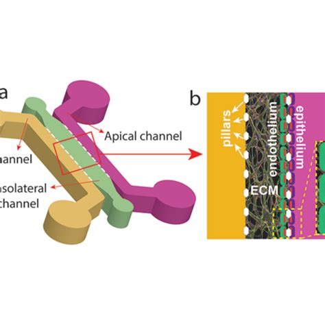 Research projects | Air Liquide Foundation