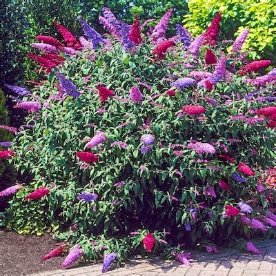 Direct Gardening Flowering Shrubs at Lowes.com