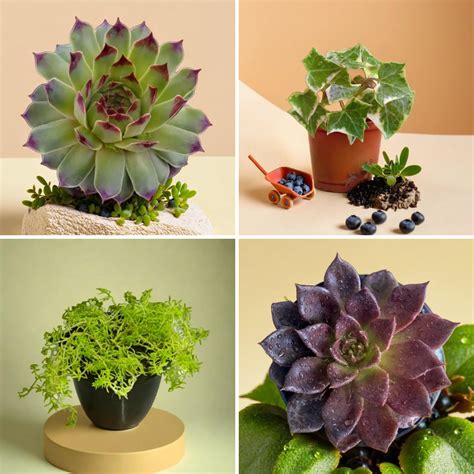 Succulent Combo D36 – 4 High Quality Plants ₹399 Only – Plant Orbit