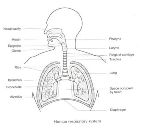 well labelled diagram of human respiratory system - Brainly.in