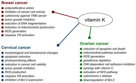 Role of Vitamin K in Selected Malignant Neoplasms in Women