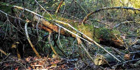 Image result for Tree with Bark Rot