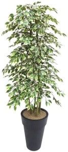 Dream mall Ficus Bonsai Plant Price in India - Buy Dream mall Ficus ...