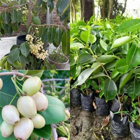 white jamun live plant grafted/Thai White Jamun Grafted Hybrid Plant ...