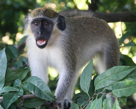 Barbados Animals