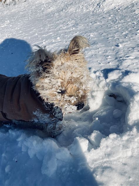 Image result for Ruby Hunting